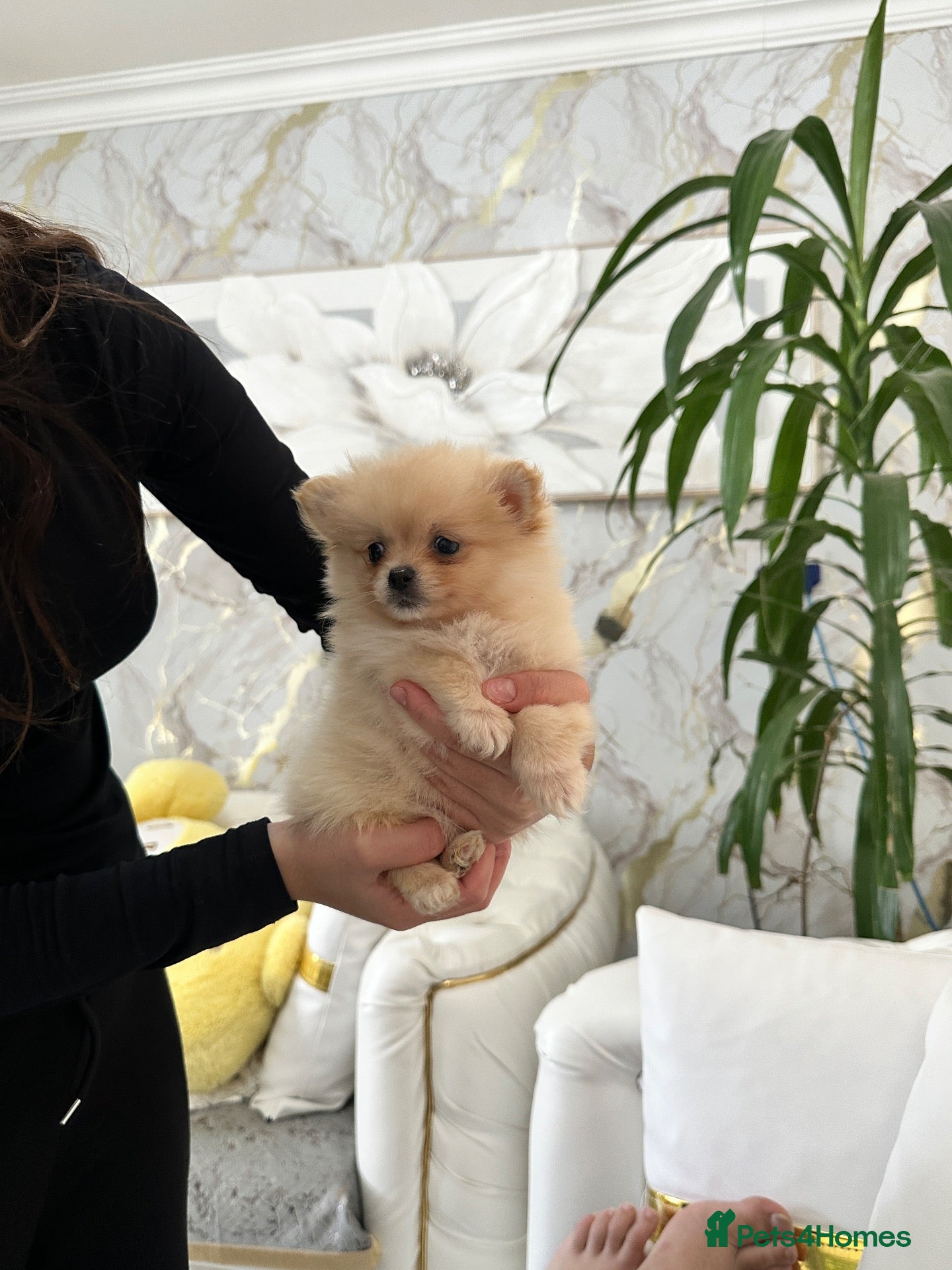 Pomeranian dogs Teddy bear miniature Pomeranian  **  puppies  - Advert 2