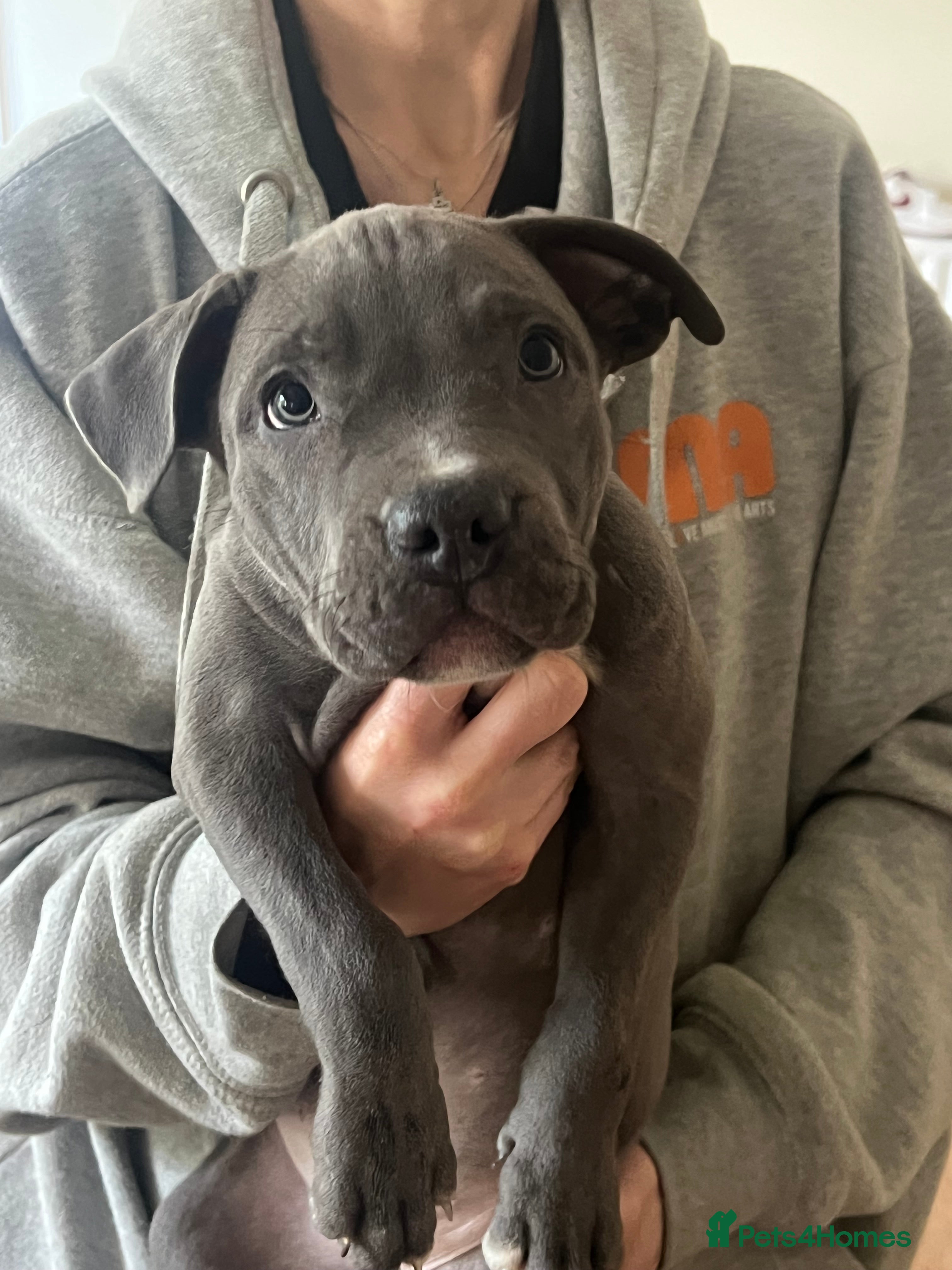 Mixed Breed dogs for sale:  Rare Brutale bloodline 🔥Staffyxhusky puppies 🔥 - Advert 33