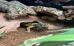 Leopard Gecko reptiles for sale: Leopard gecko with full setup  - Image 2