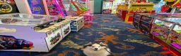 Mixed Breed dogs for stud: Handsome & Proven F3 Pomsky for Stud - Moon  - Advert 14