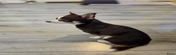 Chihuahua dogs for stud: Reggie-Quality Stud (Champion Breeding Background) - Advert 9