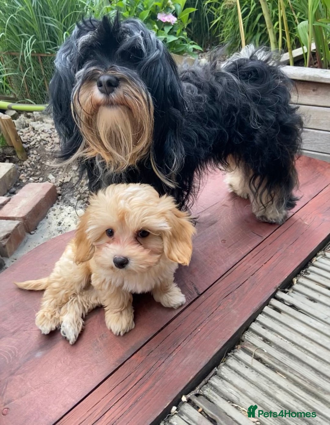 Havanese dogs for sale: 9 Beautiful Havanese Pedigree Puppies  - Advert 40