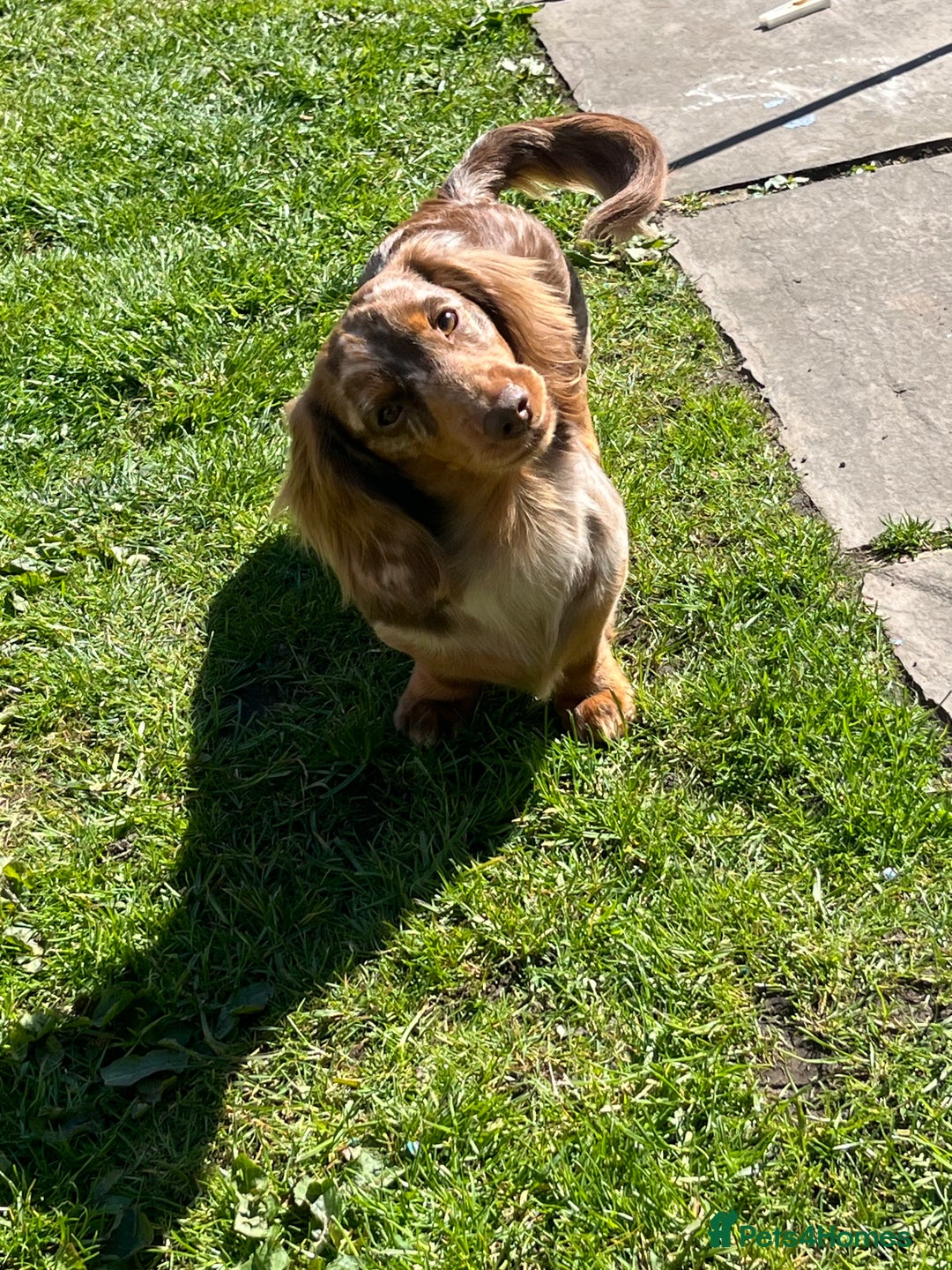Miniature Dachshund dogs for stud: Meet Loki, miniature dachshund - Image 8
