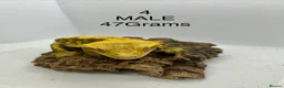 Gecko reptiles for sale: MALE CRESTED GECKO - Advert 3