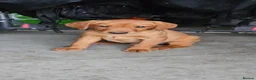 Labrador Retriever dogs for sale: Beautiful Labrador Puppies Available now - Advert 4