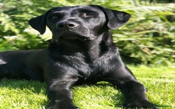 Labrador Retriever dogs for sale: Excellent KC reg-health checked, 6th generation  - Image 9