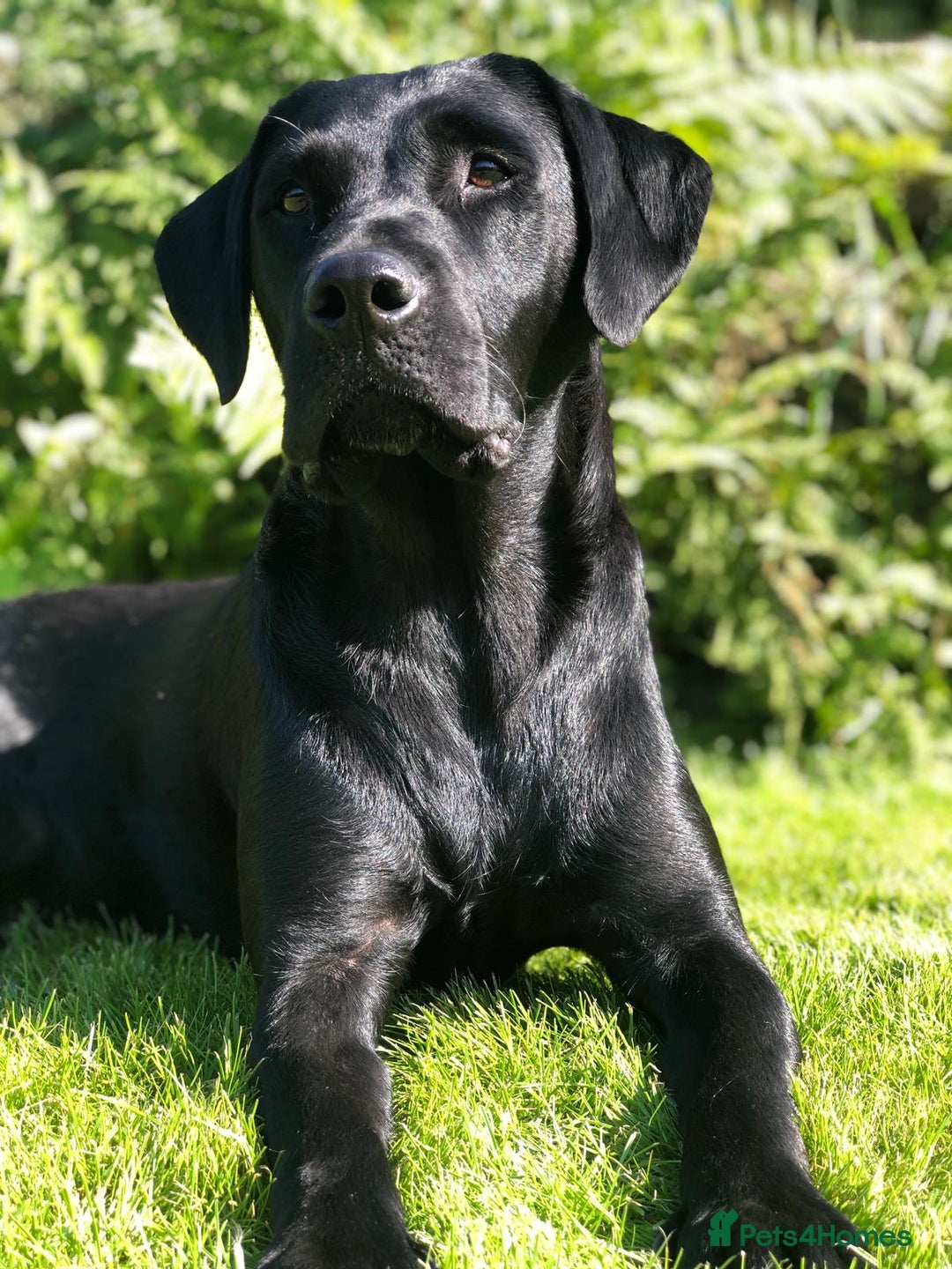 Labrador Retriever dogs for sale: Excellent KC reg-health checked, 6th generation  - Image 9