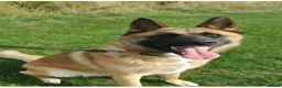 Mixed Breed dogs for sale: German Shepherd x Akita rehoming in Nottingham - Advert 5
