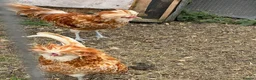 Chickens poultry for sale: Padovana Chamois Cockerel  in Hemel Hempstead - Advert 3