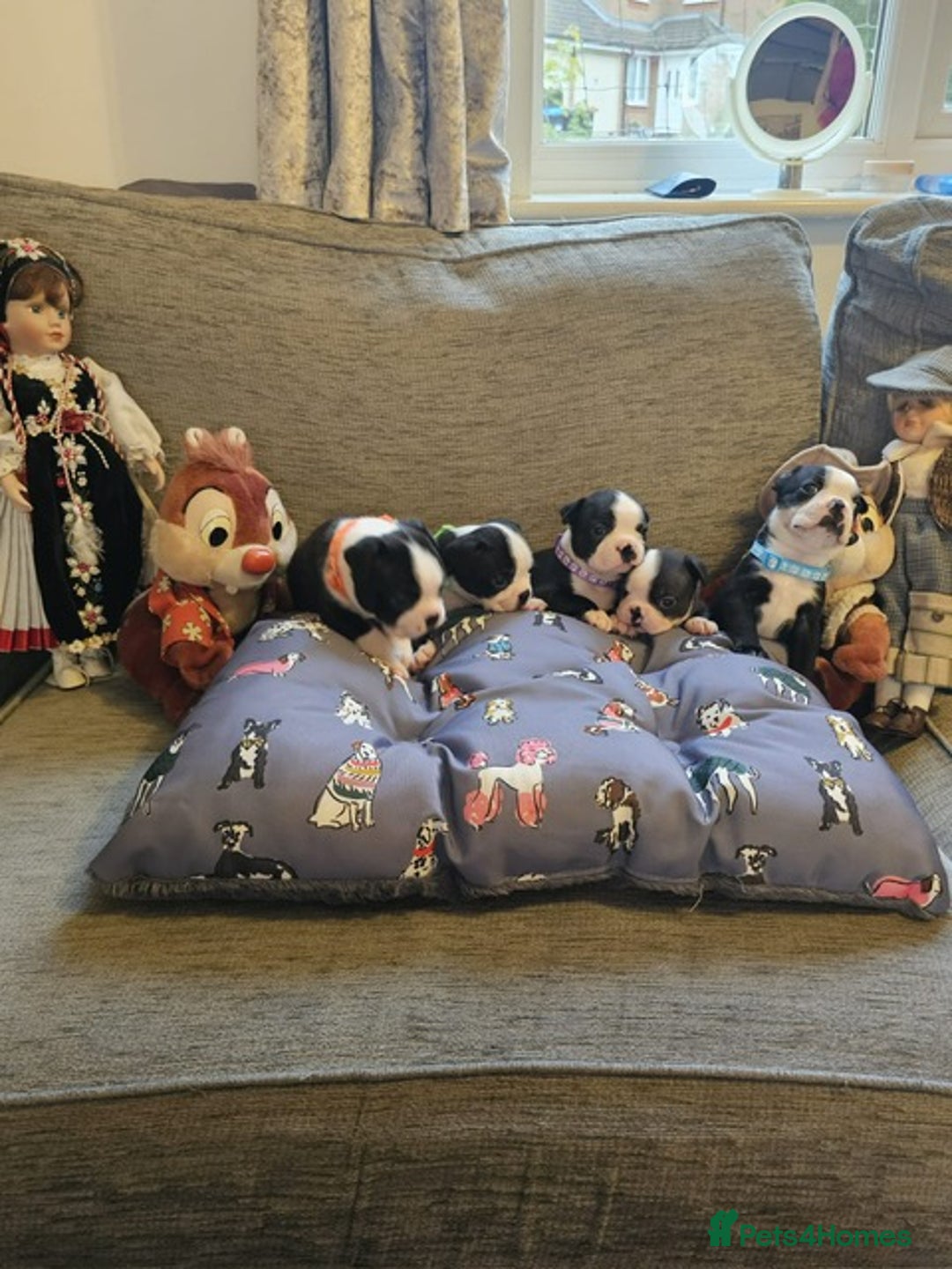 Boston Terrier dogs for sale: Boston Terrier 5* puppies - Image 33
