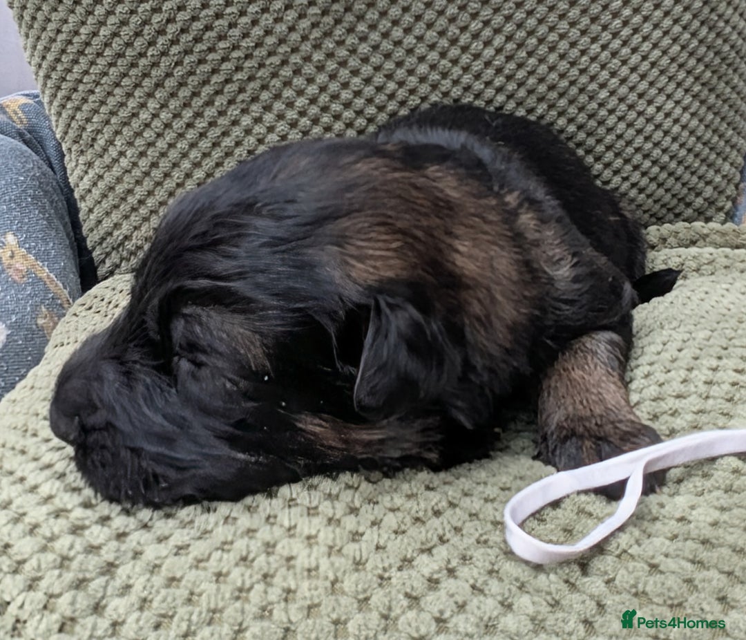 German Shepherd dogs for sale: Beautiful KC German Shepherd Puppies health tested - Image 11