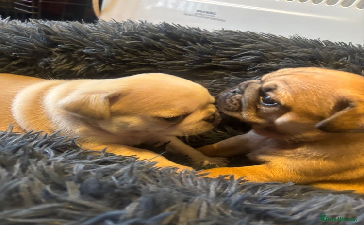 Pug dogs - Advert 2