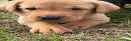 Labrador Retriever dogs for sale: KC Reg Health Tested Fox Red working line 4th Gen  - Advert 12
