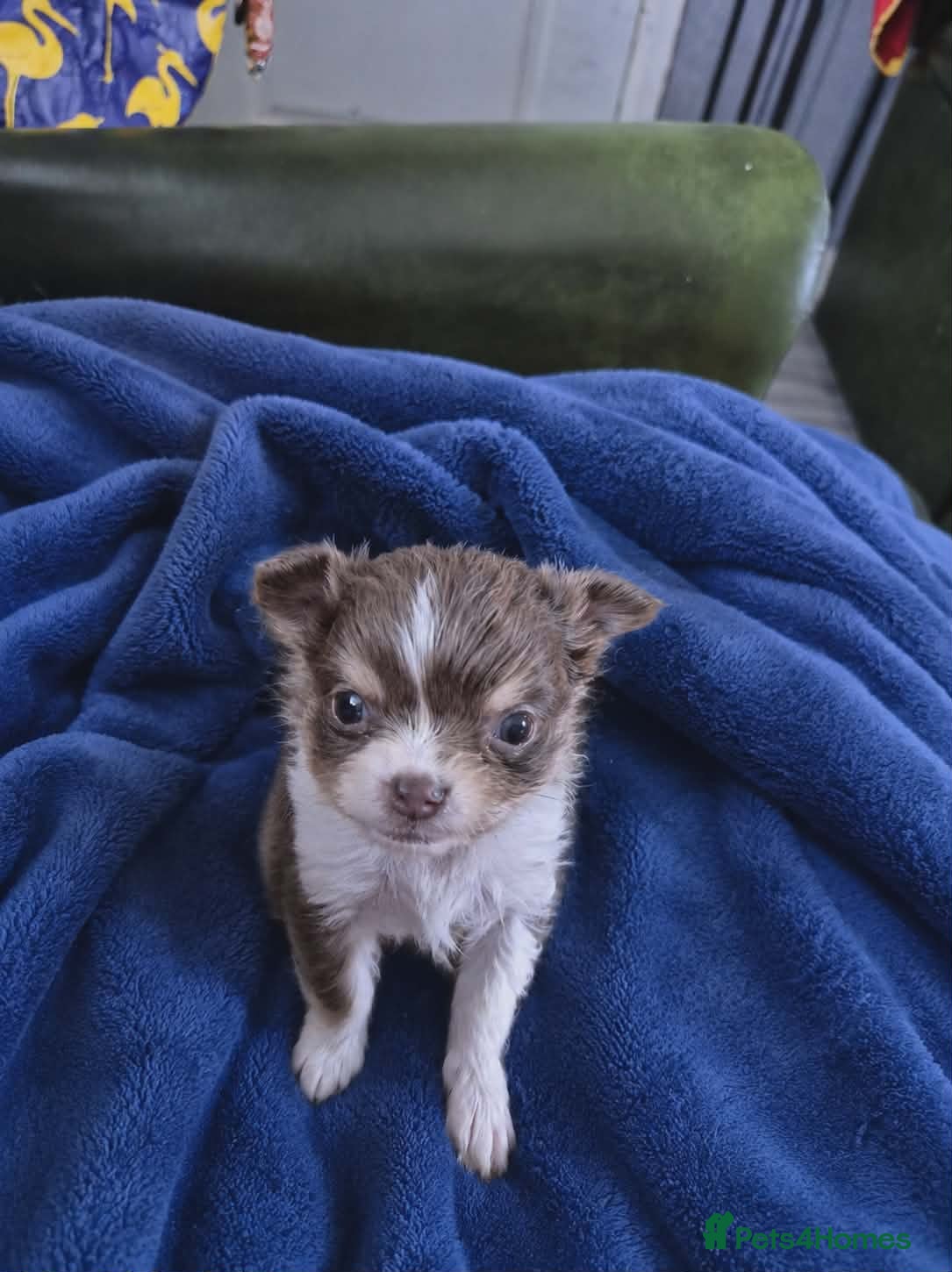 Chihuahua dogs    chihuahua  - Advert 21