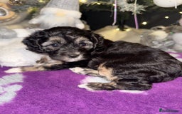 Cavapoo dogs for sale: Gorgeous rare Cavapoo F1B puppies 🐶  - Image 7