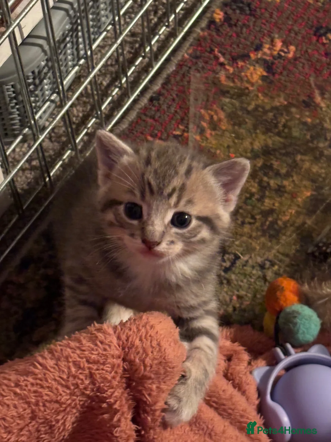 Mixed Breed cats for sale: Playful Kittens looking for forever homes - Advert 8