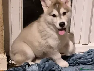 Siberian Husky dogs SAVE US from Crazy Siberian Husky Puppies! - Advert 6