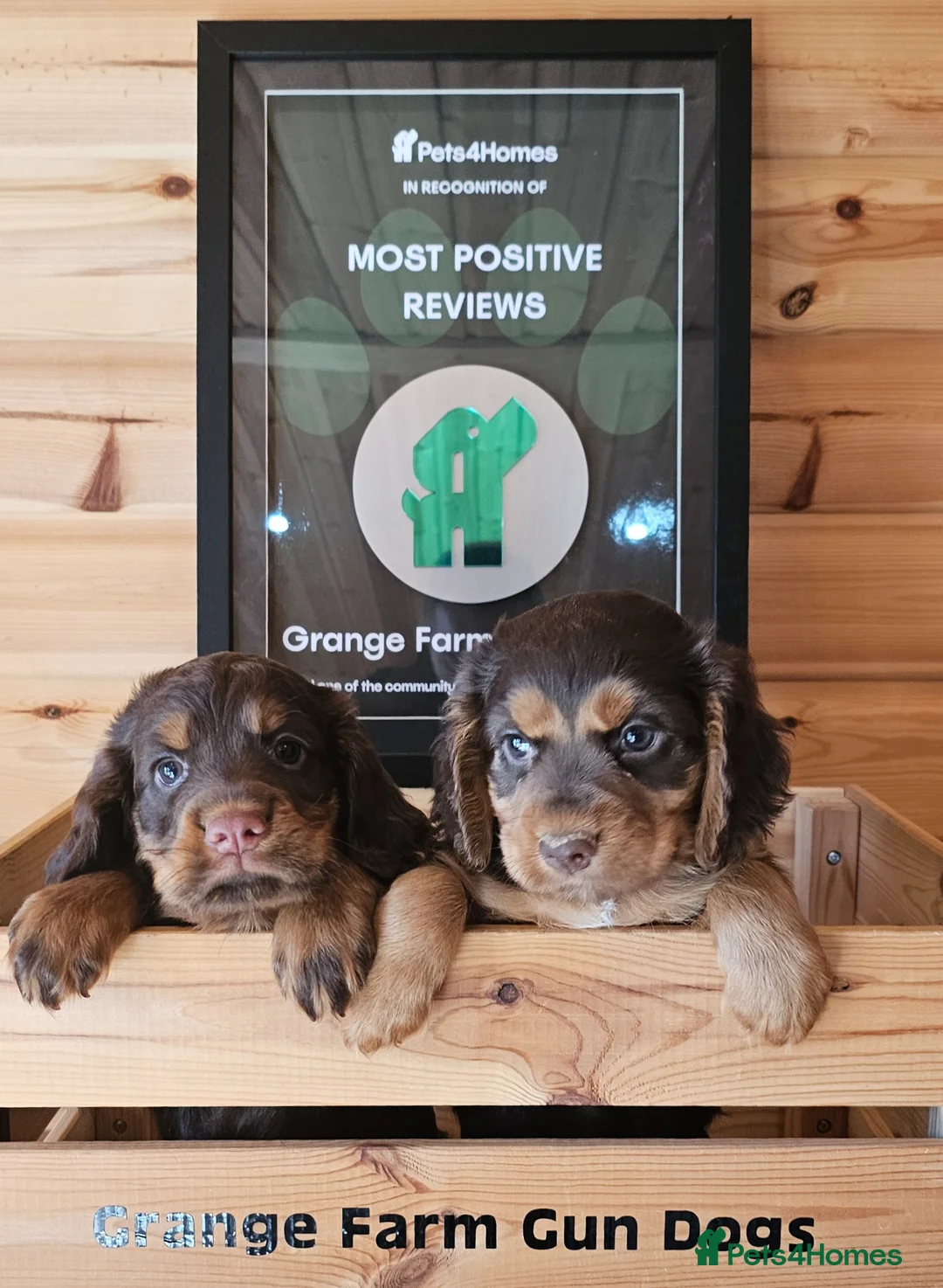 Cocker Spaniel dogs for sale: 3 CHOC AND TAN KC WORKING COCKER SPANIELS - Advert 2