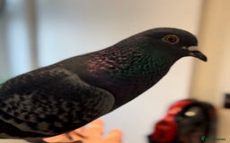 Pigeons birds for sale: Male pigeon looking for new home  - Image 2