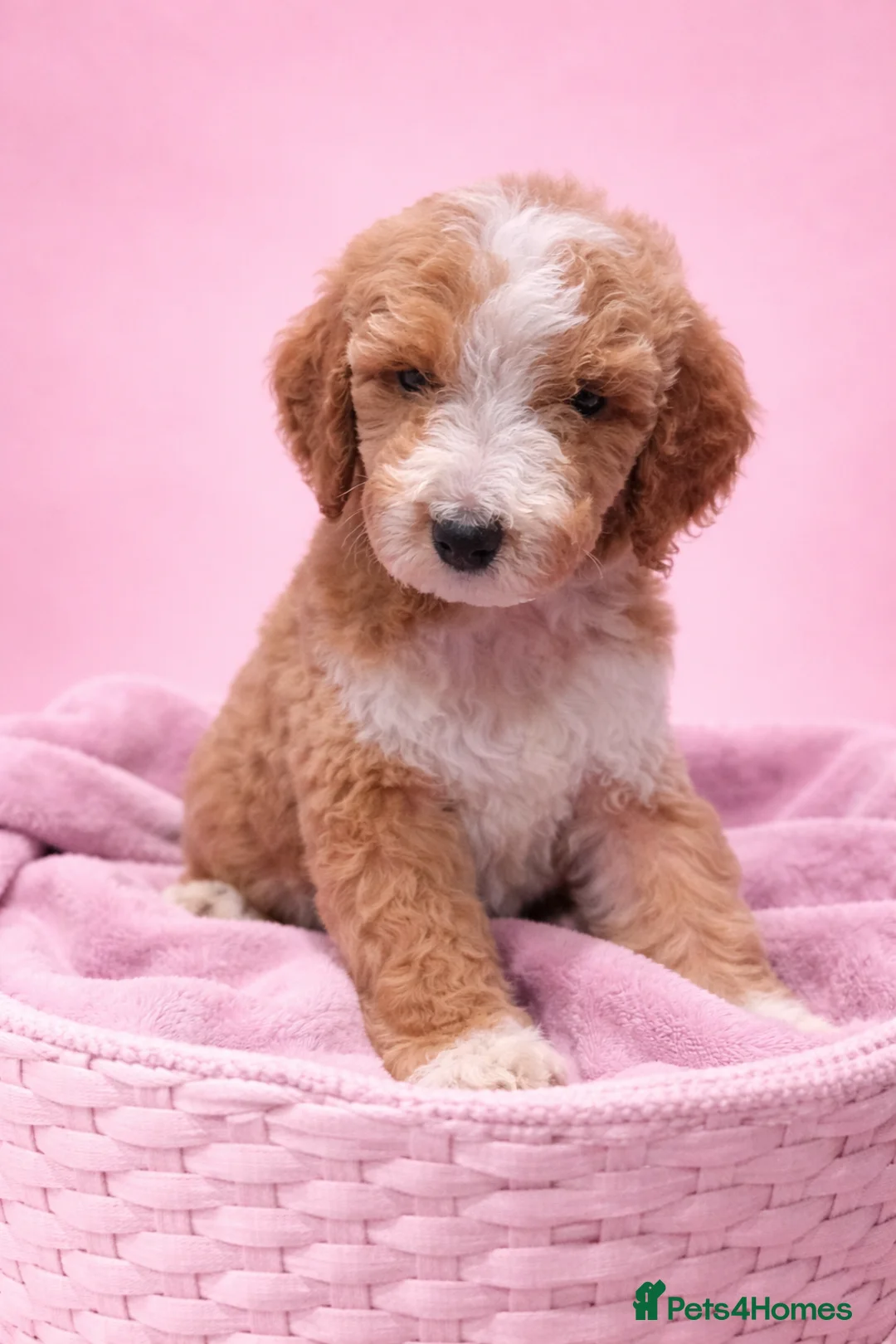 Standard Poodle dogs for sale: REDUCED PRICE Fully vaccinated Standard Poodles - Advert 1