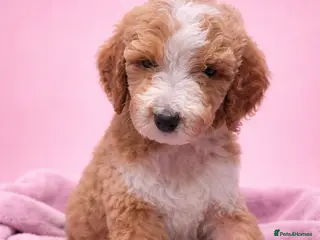 Standard Poodle dogs HEALTH CHECKED READY TO LEAVE Standard Poodles - Advert 11