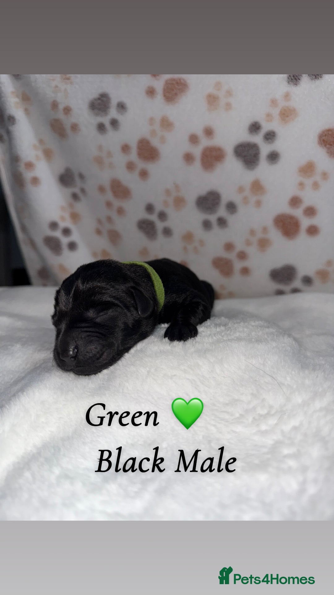 Labrador Retriever dogs for sale: Labrador puppies  - Image 2
