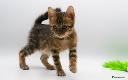 Bengal cats for sale: Gorgeous TICA Registered Bengal Kittens! - Image 7