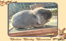 Mini Lop rabbits for sale: 🧡 Baby Mini Lops 🧡 Ready 22nd Oct 🧡 - Image 8