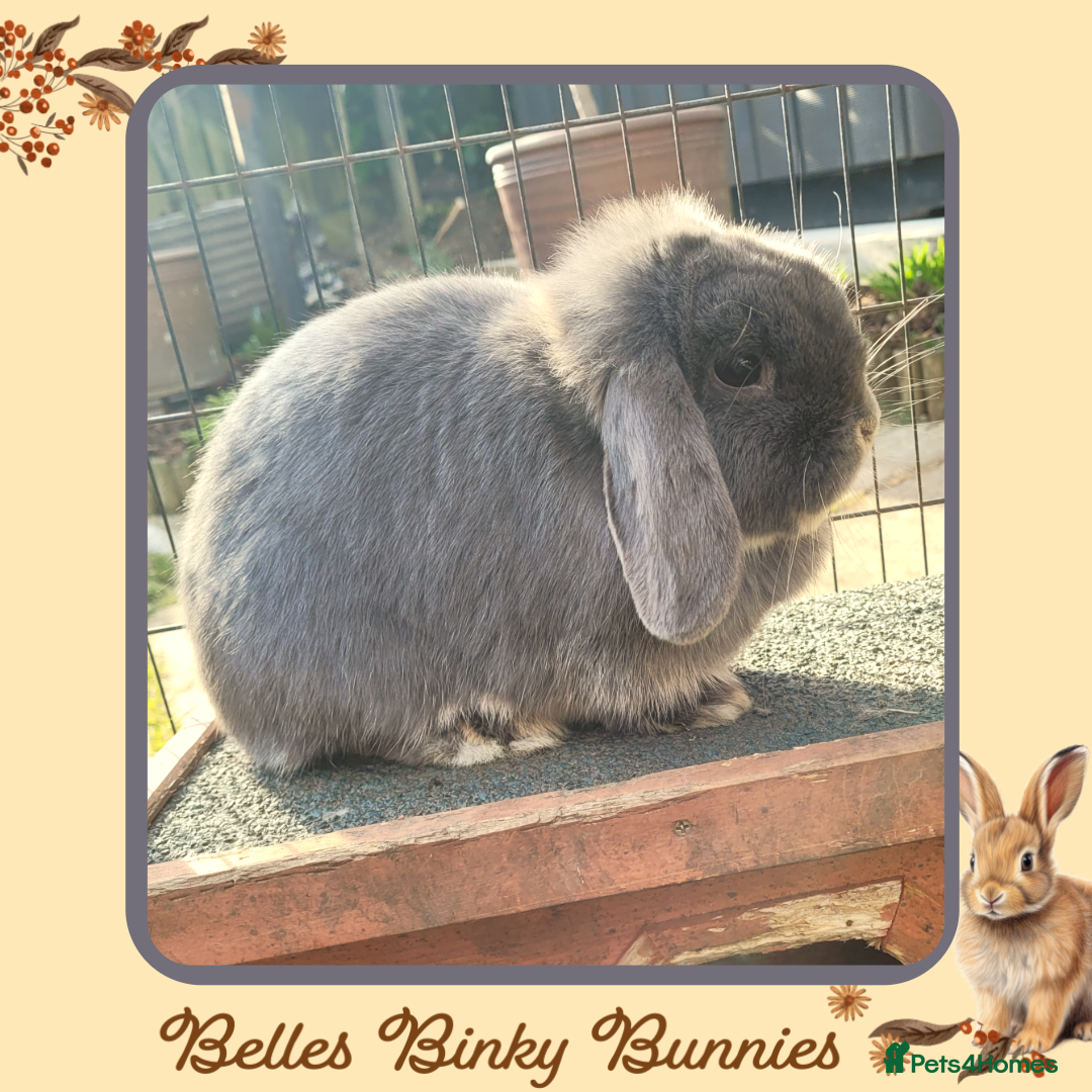 Mini Lop rabbits for sale: 🧡 Baby Mini Lops 🧡 Ready 22nd Oct 🧡 - Image 8