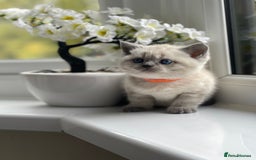 British Shorthair cats for sale: British Shorthair colour point kittens white  - Image 19
