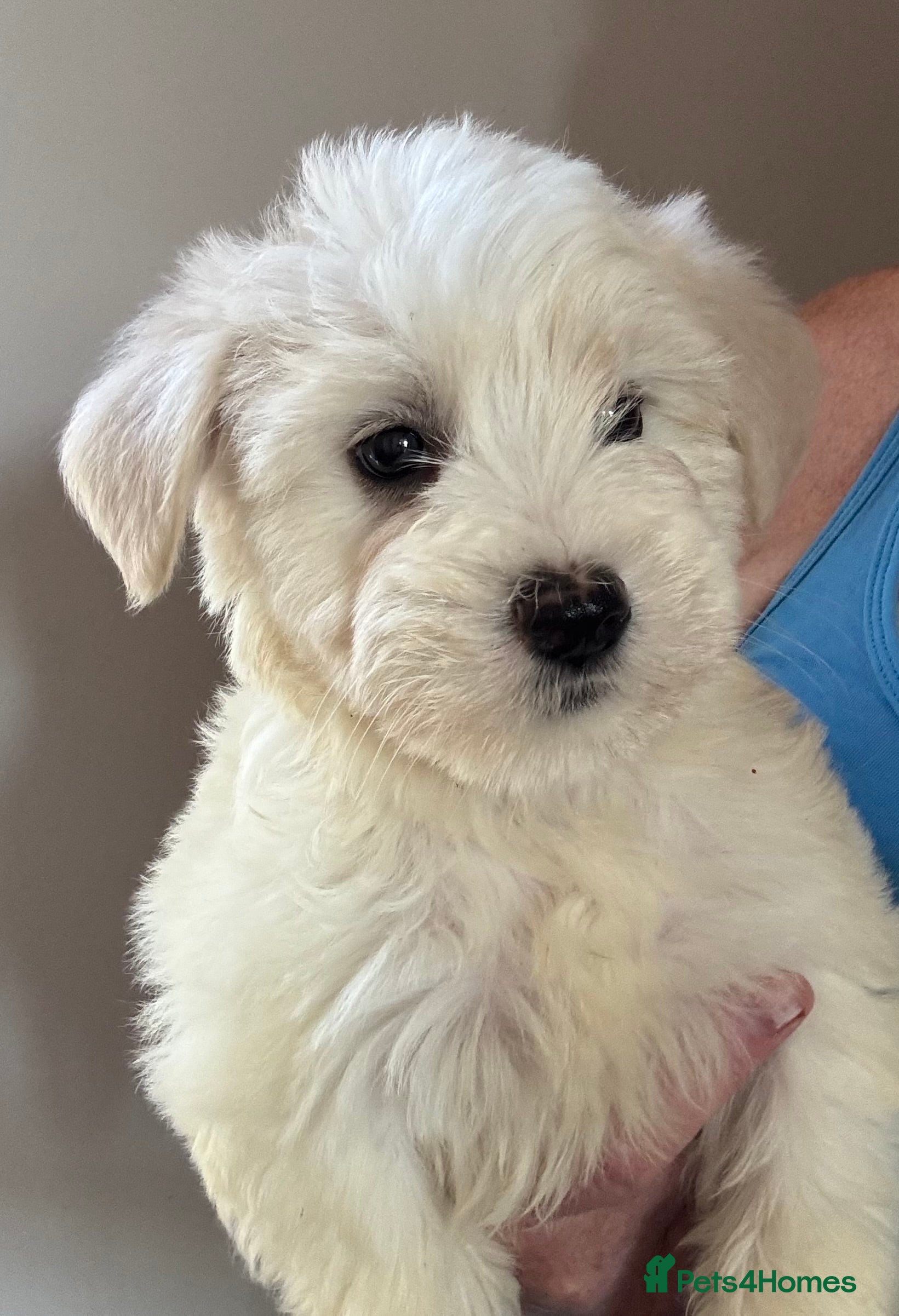 Miniature Schnauzer dogs Stunning, healthy BVA/MAC screened mini schnauzers - Advert 2