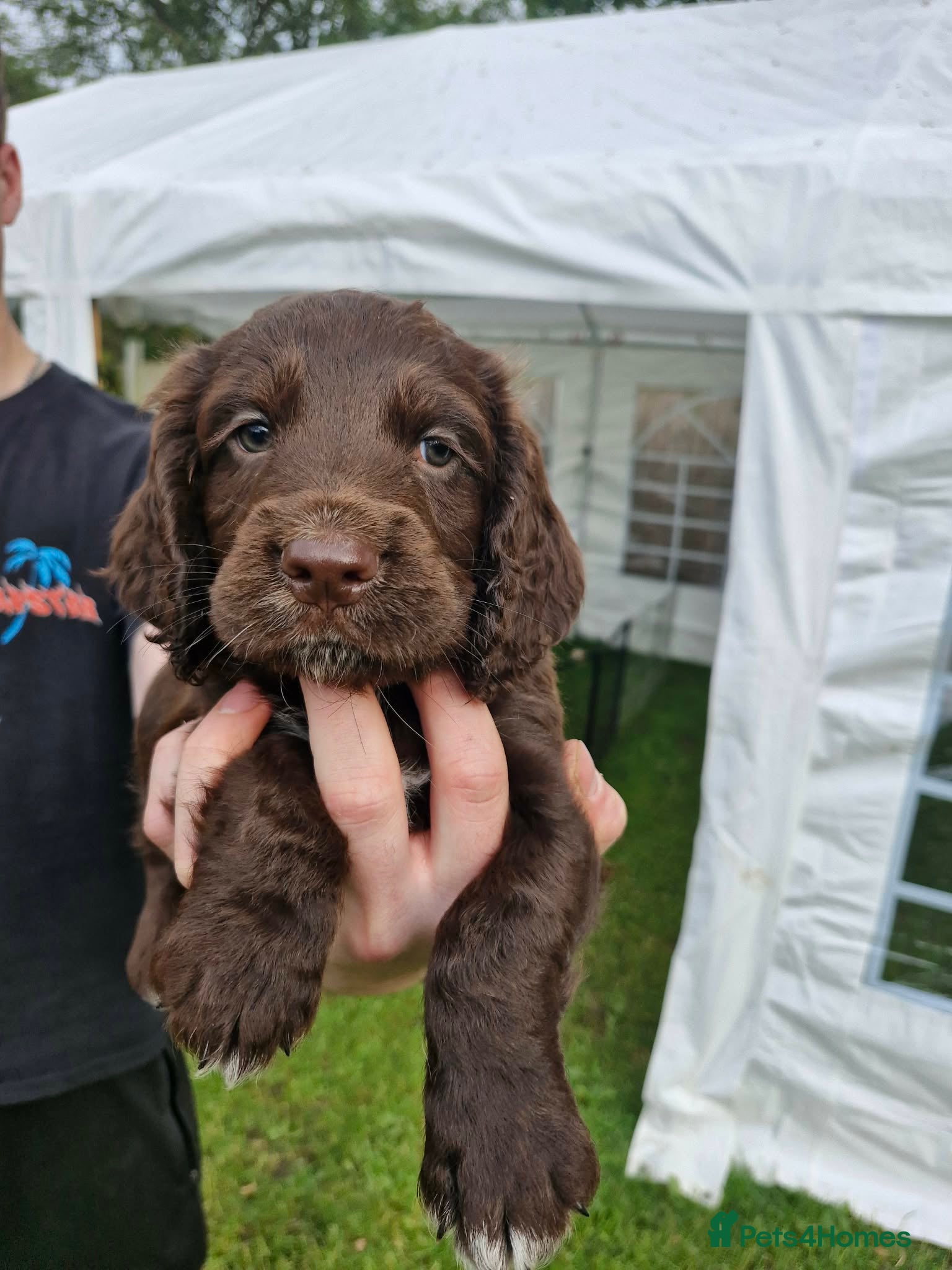 Cocker Spaniel dogs KC Cocker Spaniel puppies, 2 chunky boys left 🐶 - Advert 16