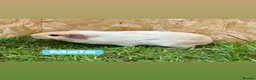 Guinea Pig rodents for sale: Female and male guinea pigs  - Advert 9