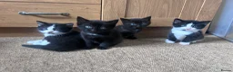 Mixed Breed cats for sale: 4 beautiful kittens - Advert 3