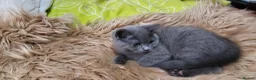 British Shorthair cats for sale: 4 lovely British shorthair kittens - Advert 8