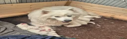 Samoyed dogs for sale: Fluffy Samoyed Puppies 🐾 - Advert 5
