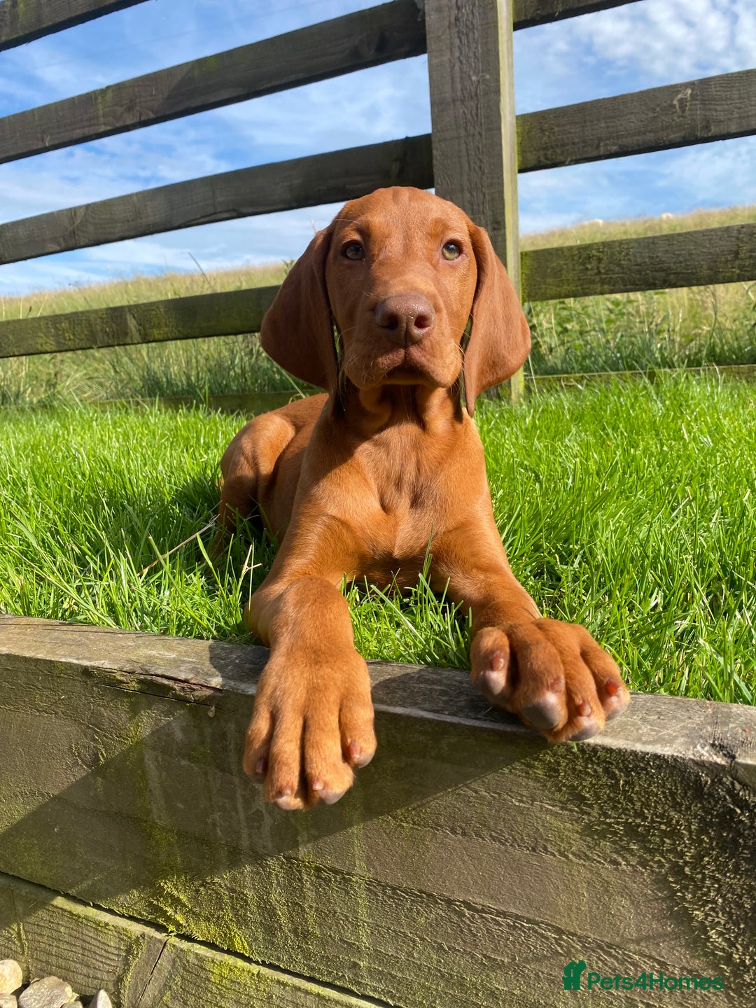 Hungarian Vizsla dogs for sale: *Bruno* Top class bred male Vizsla pup in Barnard Castle - Image 1