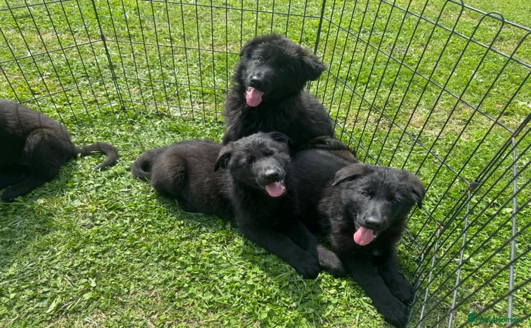 German Shepherd dogs - Advert 8