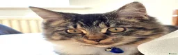 Mixed Breed cats for sale: Miss  - Advert 5