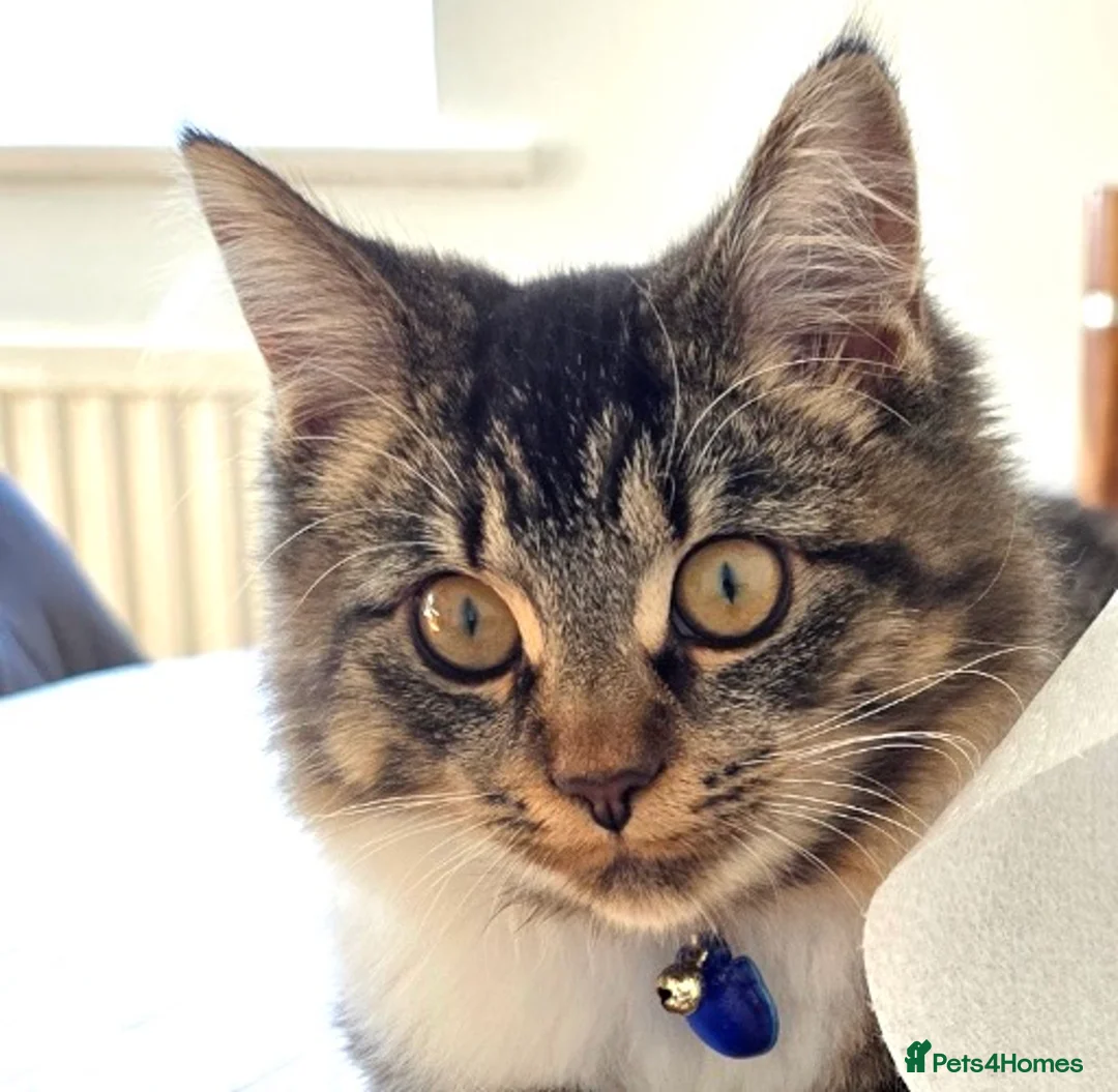 Mixed Breed cats for sale: Miss  - Advert 5