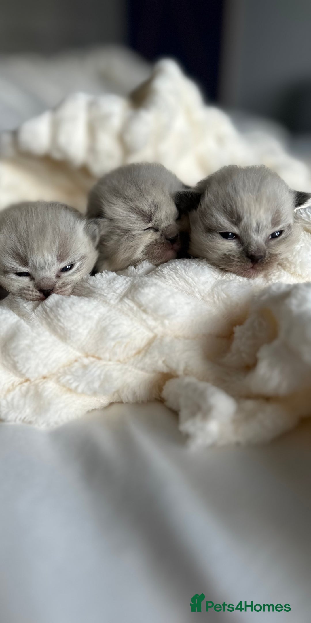 Ragdoll cats for sale: 🦋 WAITING LIST NOW OPEN 🦋 - Image 1