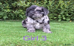 French Bulldog dogs for sale: French Bulldog Froodle Puppies  - Image 27