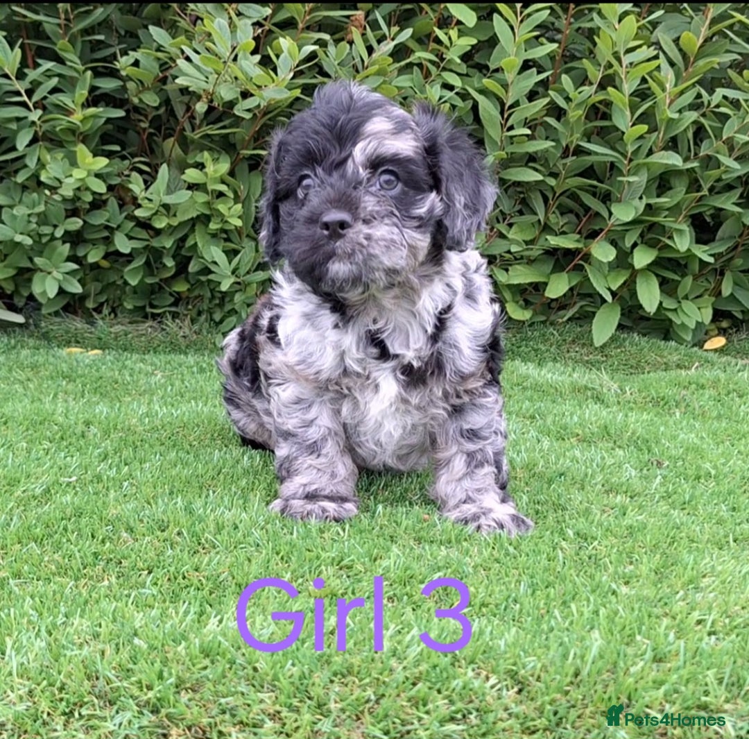 French Bulldog dogs for sale: French Bulldog Froodle Puppies  - Image 27
