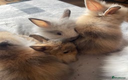 English Lop rabbits for sale: Beauitful Double Mane lop and dwarf double mane in Spalding - Image 9