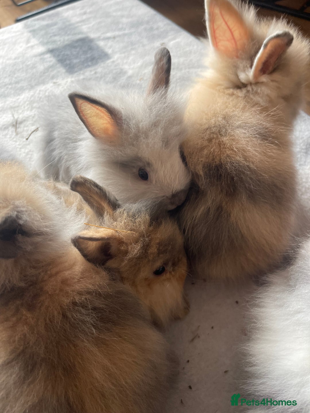 English Lop rabbits for sale: Beauitful Double Mane lop and dwarf double mane in Spalding - Image 9