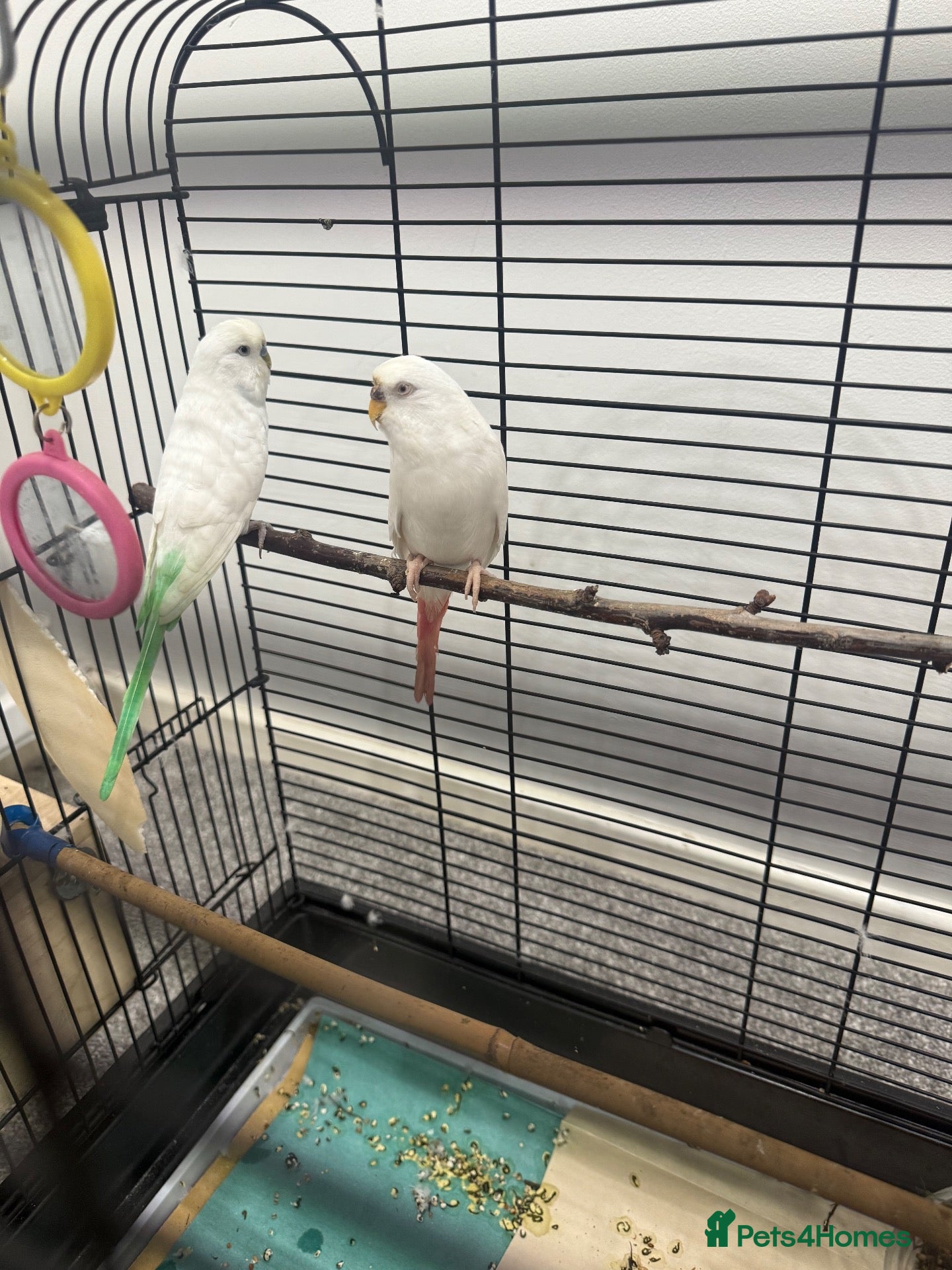 Ringnecks birds Budgies Albino Female & white male budgie - Advert 5