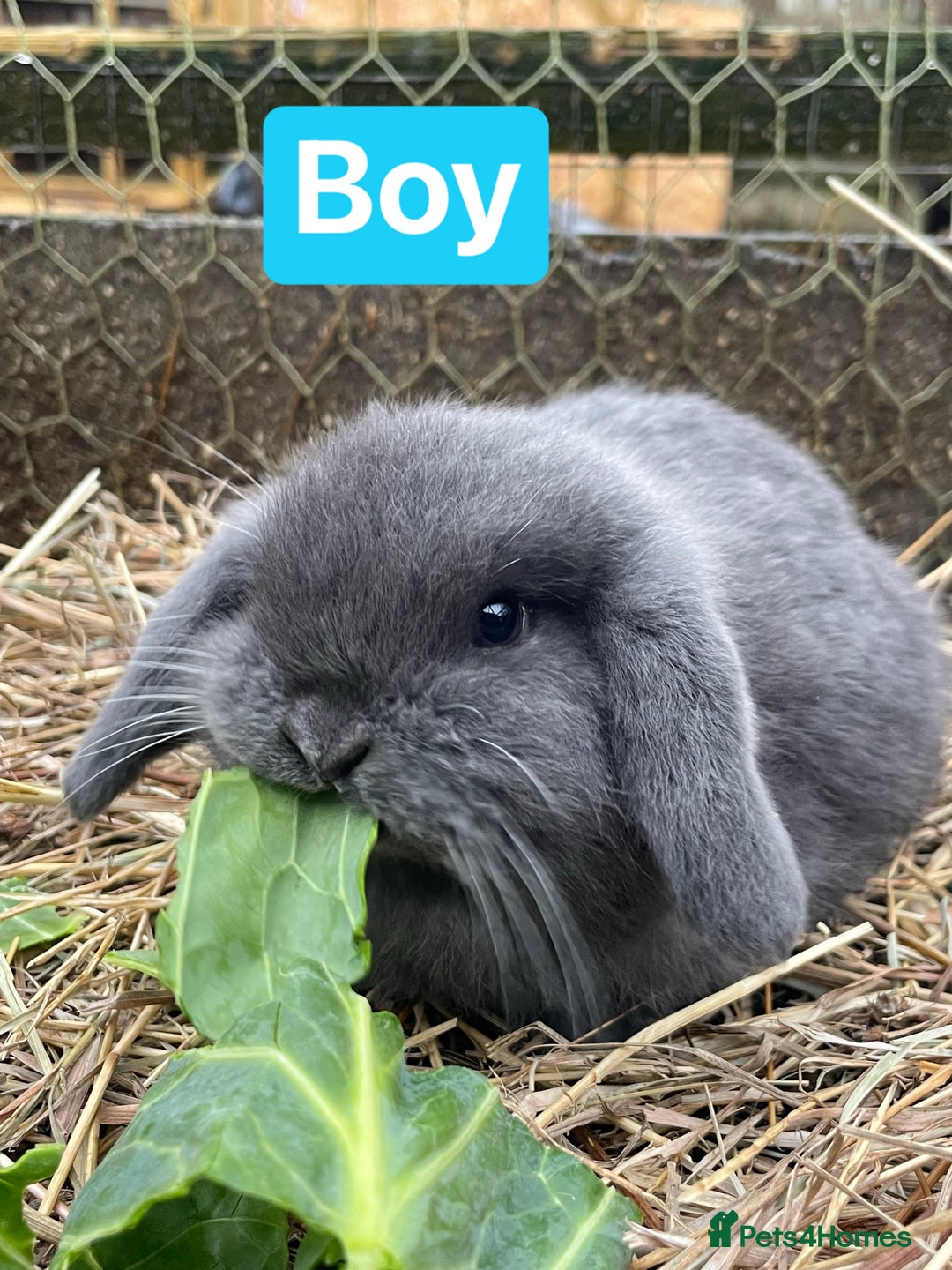 Mini Lop rabbits for sale: Beautiful mini lop babies  - Advert 13