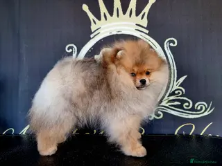 Pomeranian dogs Luxury Pomeranian puppies for sale!!! - Advert 2