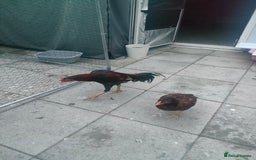 Chickens poultry for sale: Aseel male chicken and female  - Image 7