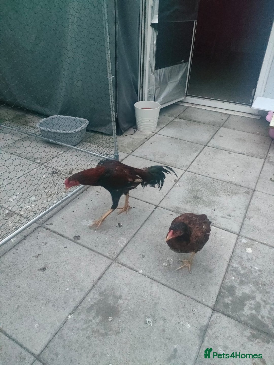 Chickens poultry for sale: Aseel male chicken and female  - Image 7